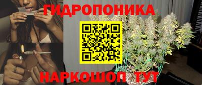 стафф Кингисепп